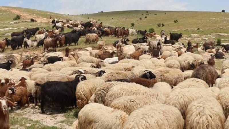 Azeri Çoban Çalışma İzni
